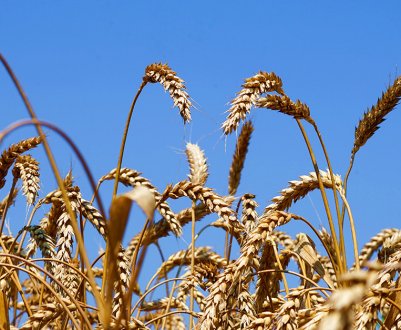 Які види пшениці вирощують у Росії та де вони ростуть