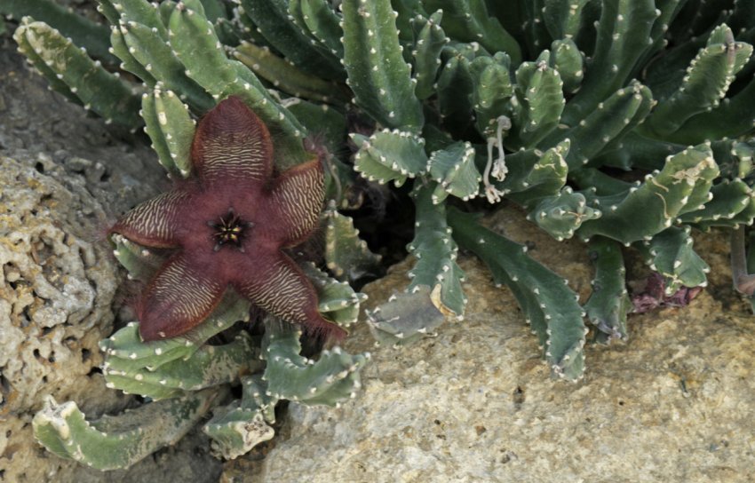 Stapelia asterias Masson Stapelia asterias Masson