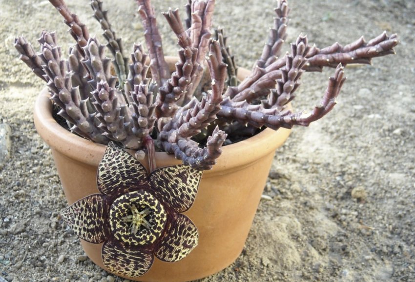 Stapelia variegata Stapelia variegata