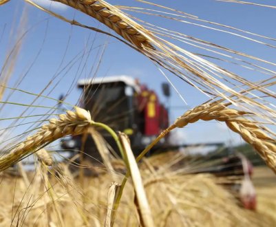 Технологія вирощування ярої та озимої пшениці