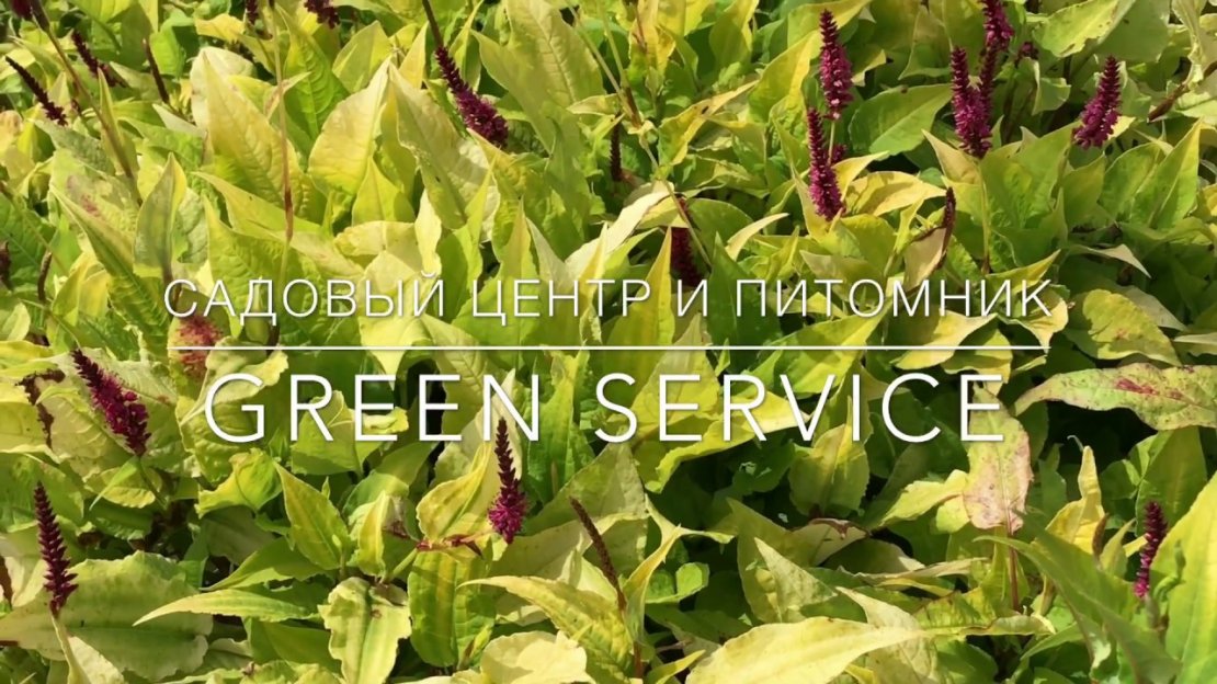 «Green Service»