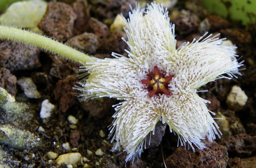 Stapelia glanduliflora Stapelia glanduliflora