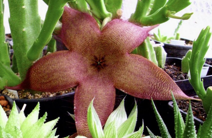 Stapelia grandiflora Masson Stapelia grandiflora Masson