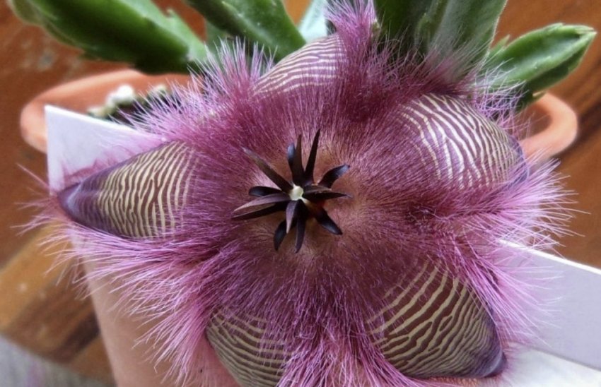Stapelia hirsutа Stapelia hirsutа