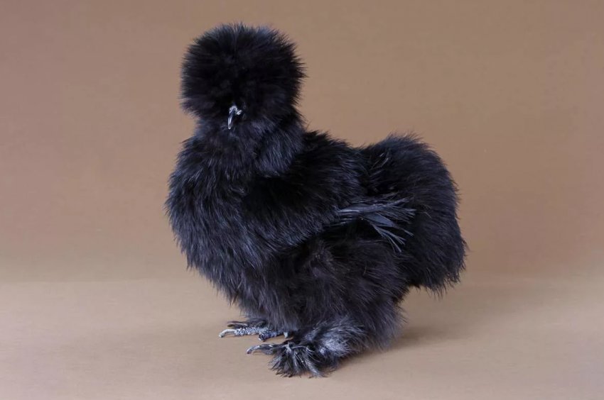 Жителі Північної Кароліни заводять кур для некомерційних цілей Жителі Північної Кароліни заводять кур для некомерційних цілей