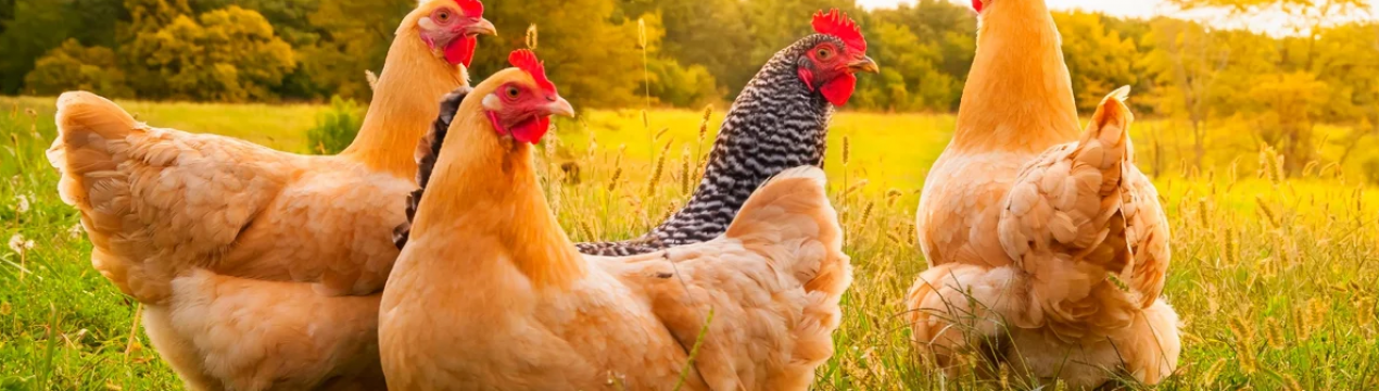 Жителі Північної Кароліни заводять кур для некомерційних цілей