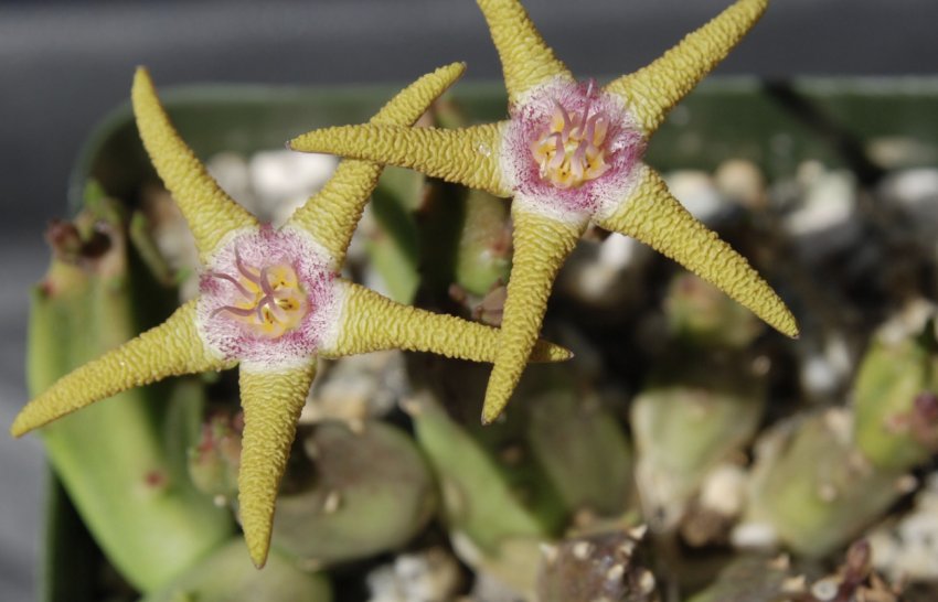 Stapelia flavo-purpurea Stapelia flavo-purpurea