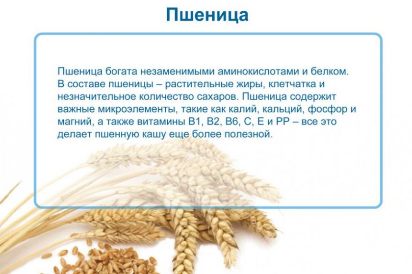 Полезные свойства пшеницы