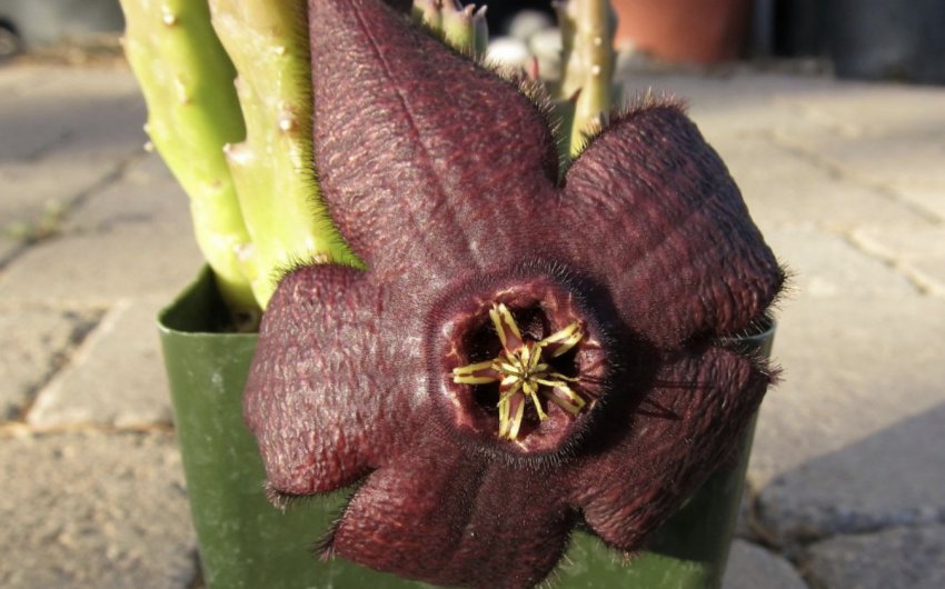 Stapelia mutabilis Stapelia mutabilis