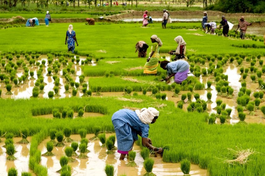 Становлення конкурентоспроможності індійських фермерів Становлення конкурентоспроможності індійських фермерів