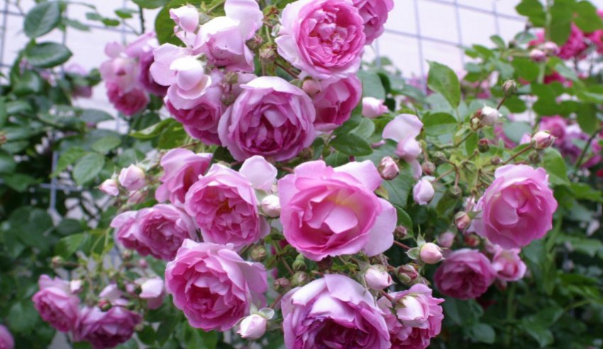 Жасмину Жасмину