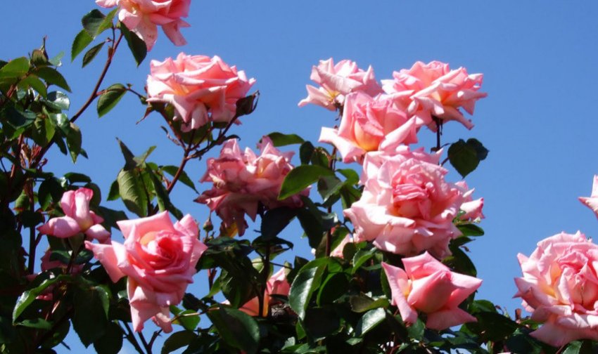 Compassion Compassion