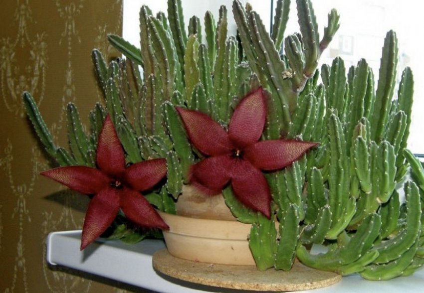 Стапелія Стапелія