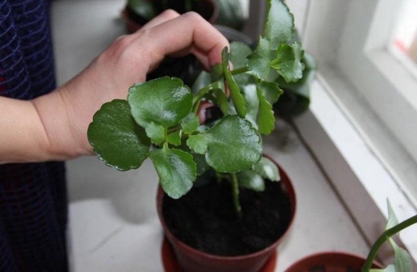 Пересадка каланхое Пересадка каланхое