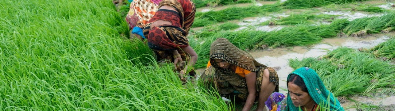 Становлення конкурентоспроможності індійських фермерів