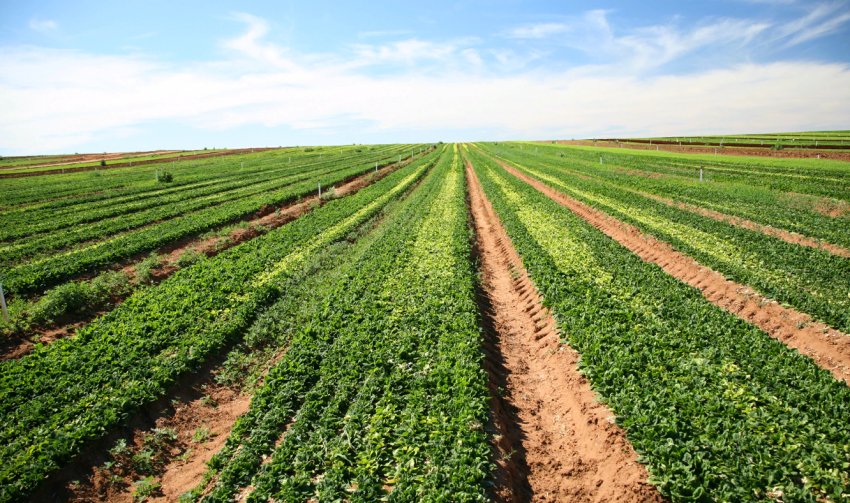 Становлення конкурентоспроможності індійських фермерів Становлення конкурентоспроможності індійських фермерів