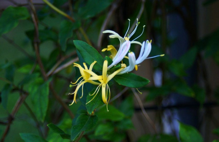 Список шкідливих бур[1]яни часто мають потужну кореневу систему, що дає можливість їм споживати значно більше води і корисних речовин з ґрунту, ніж споживають культурні рослини.