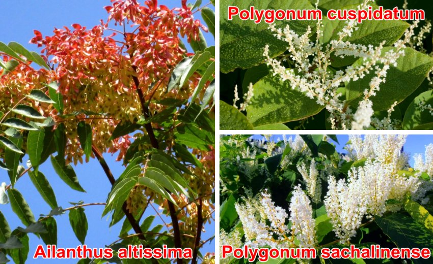 Список шкідливих бур'янів штату поповнився ще шістьма видами