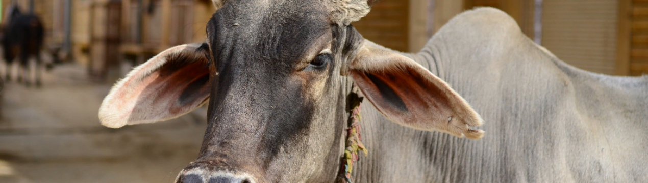 IDBI Capital стверджує, що бюджет є помірно позитивним для споживчого та роздрібного сектору