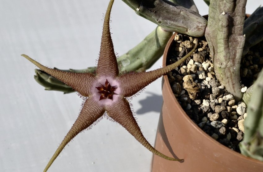 Сукулент стапелія Сукулент стапелія