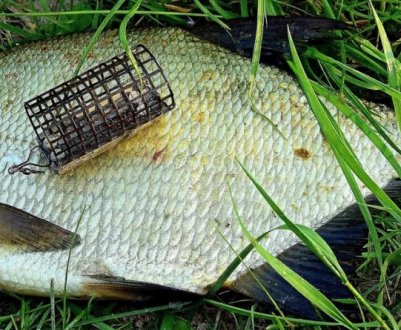 Які запахи та смаки любить лящ