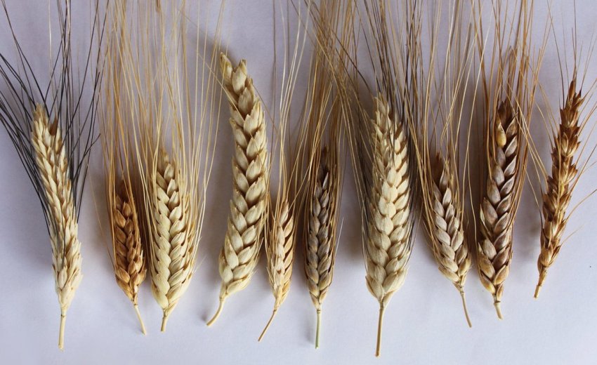 Різновиди пшениці
