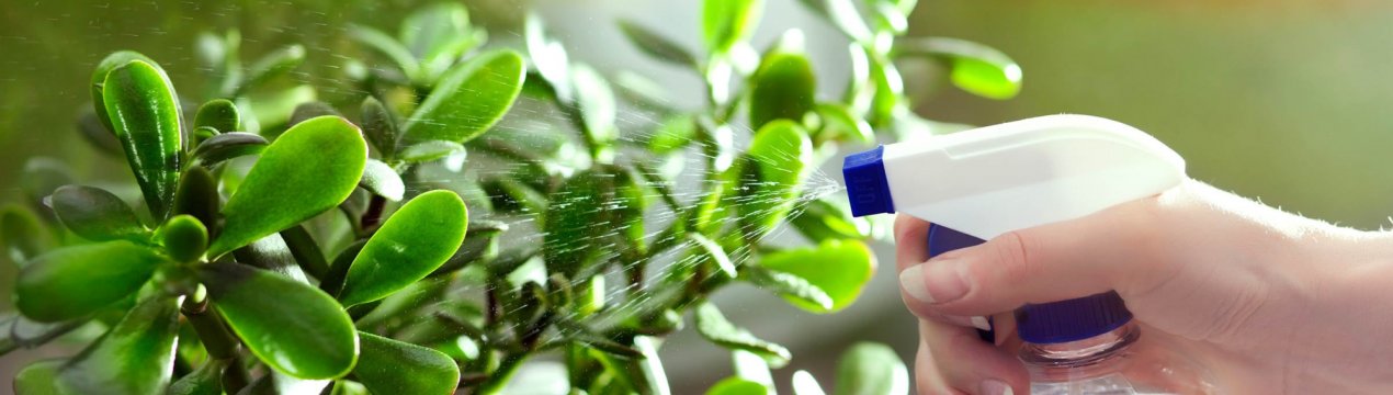 Чим і як правильно поливати грошове дерево