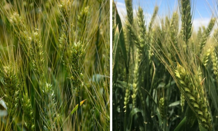 Озима пшениця Єрмак