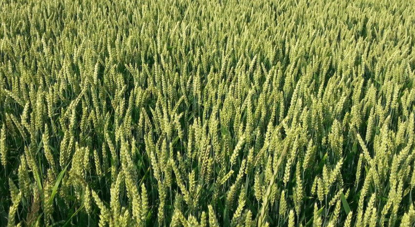 Пшениця Донська ювілейна