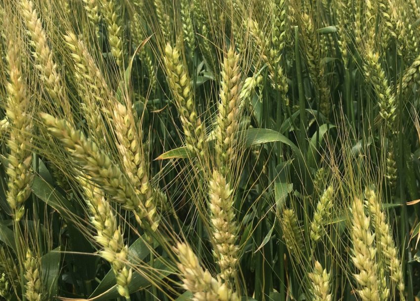 Озима пшениця Станична