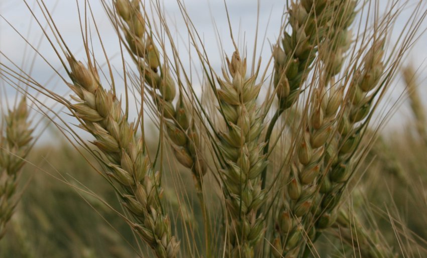 Пшениця сорт Лада