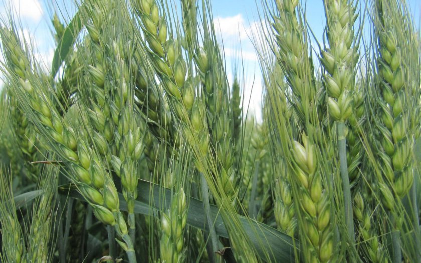 Яровая пшеница Иргина