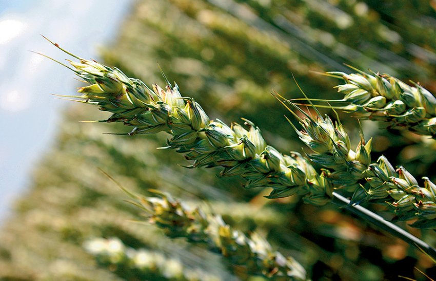 Пшениця Пріокська