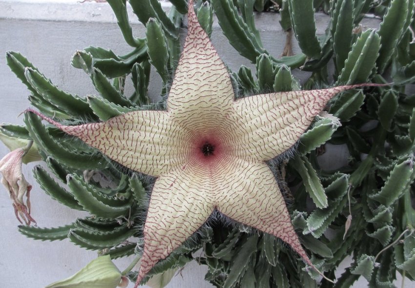 Stapelia gigantea Stapelia gigantea
