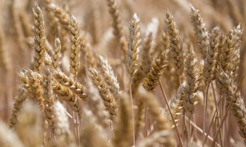 Сорт пшениці Ларс