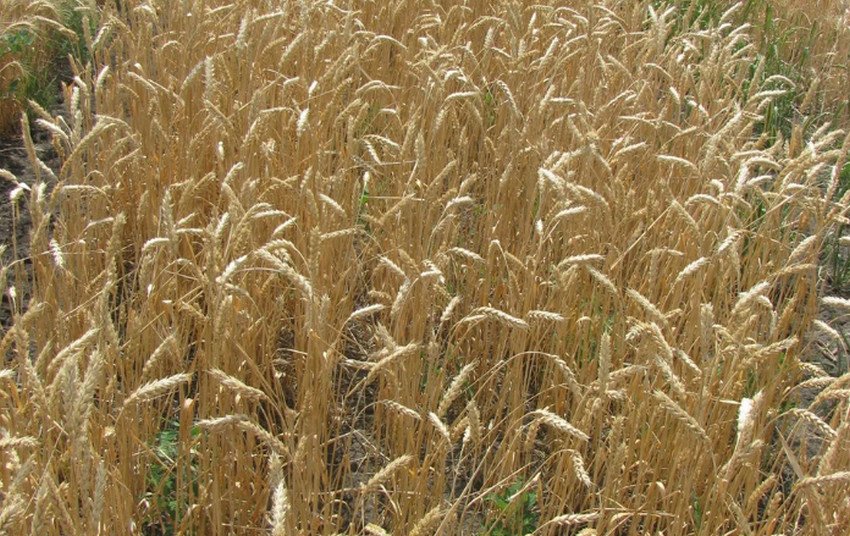 Пшениця Фаворитка