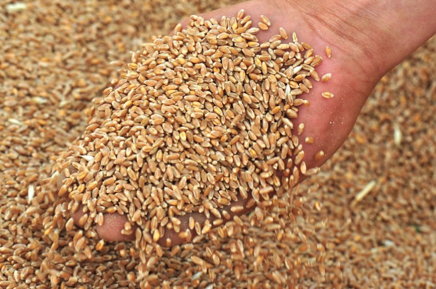 Фуражна пшениця