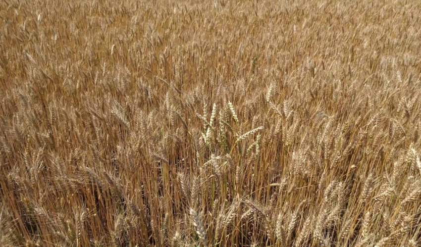 Пшениця Шестопалівка