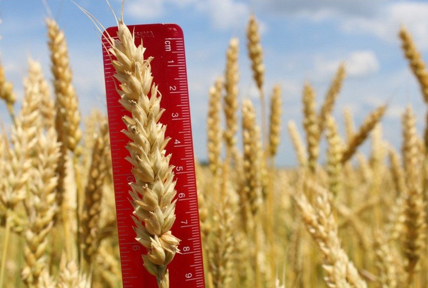 Пшениця Богдана