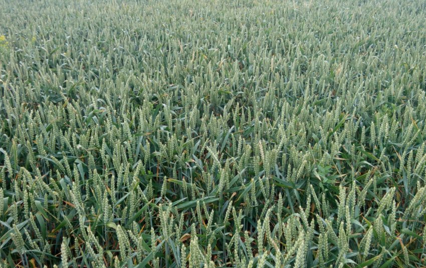 Пшениця Скаген