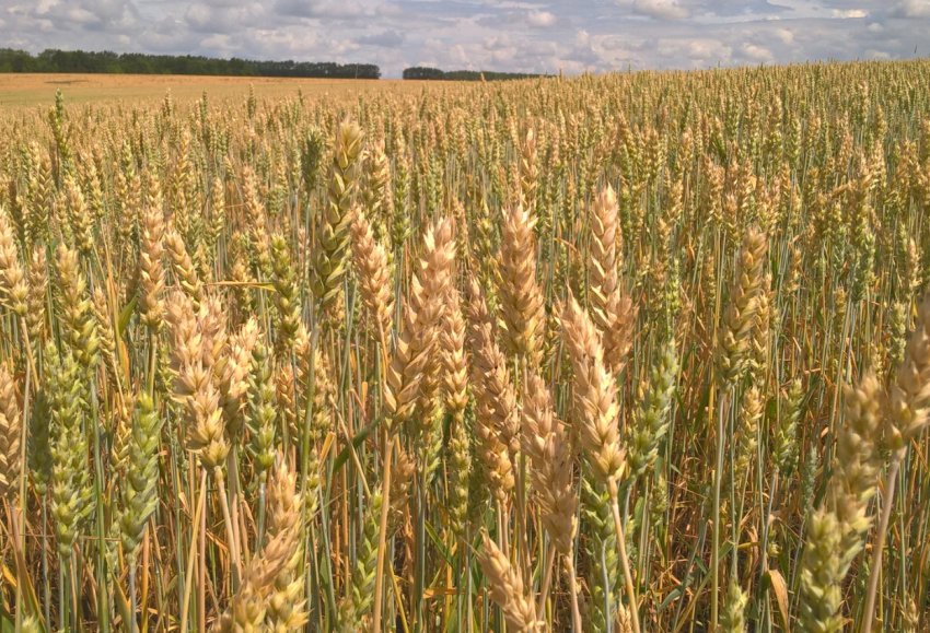 Пшениця Новосибірська 16