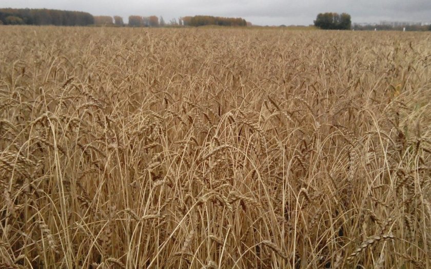Пшеница Новосибирская 16