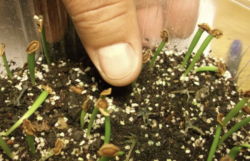 Сходи стапелії Сходи стапелії