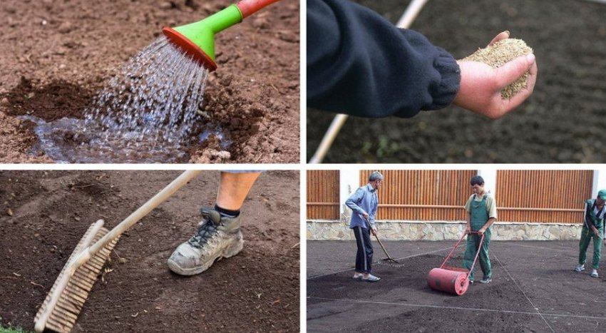 Посадка газону