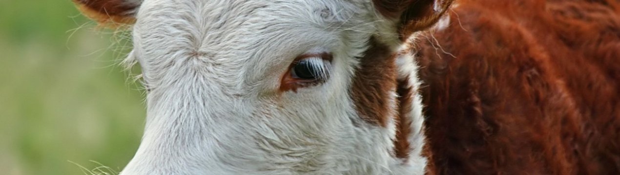 Для підтвердження крадіжки від сусідів, необхідно надати ДНК корови