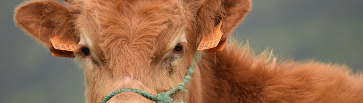Запровадження нового підприємства з упаковки яловичини: як це вплине на ціну великої рогатої худоби