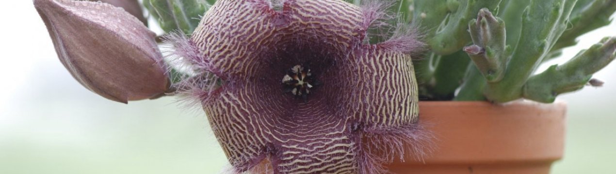 Стапелія: як доглядати в домашніх умовах