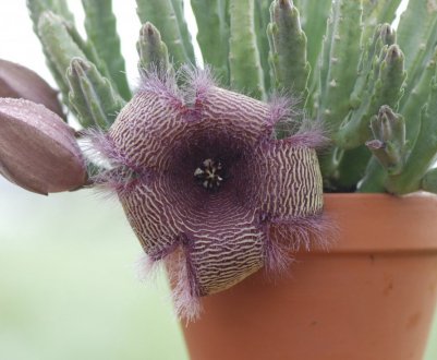 Стапелія: як доглядати в домашніх умовах