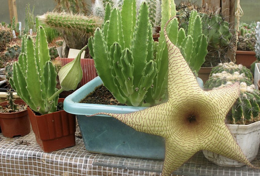 Стапелія Стапелія