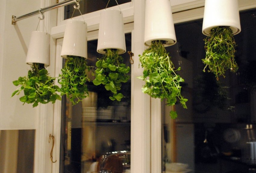 Найнеобичніше вирощування рослин, або розмовляймо про метод вирощування рослин догори ногами